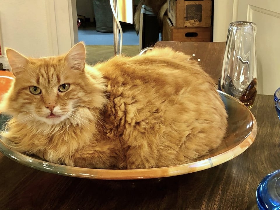 Rote Katze in einer Schüssel auf einem Tisch.