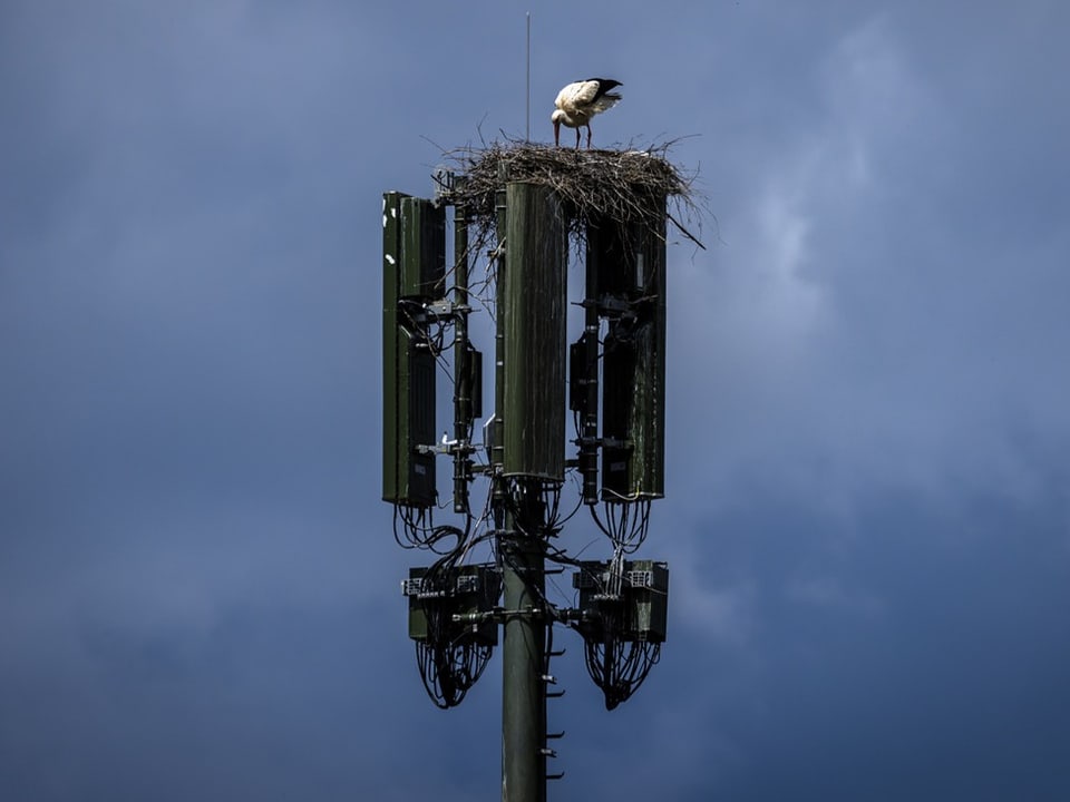 Storch auf Antenne