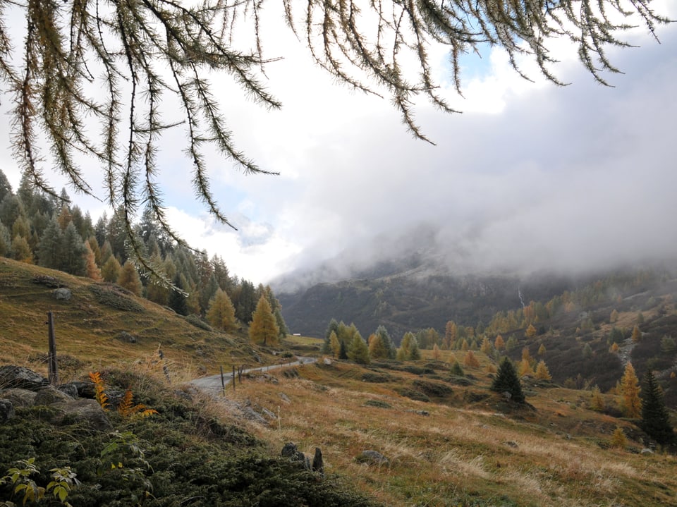 Nebelverhangene Landschaft mit Hügeln und Bäumen im Herbst.