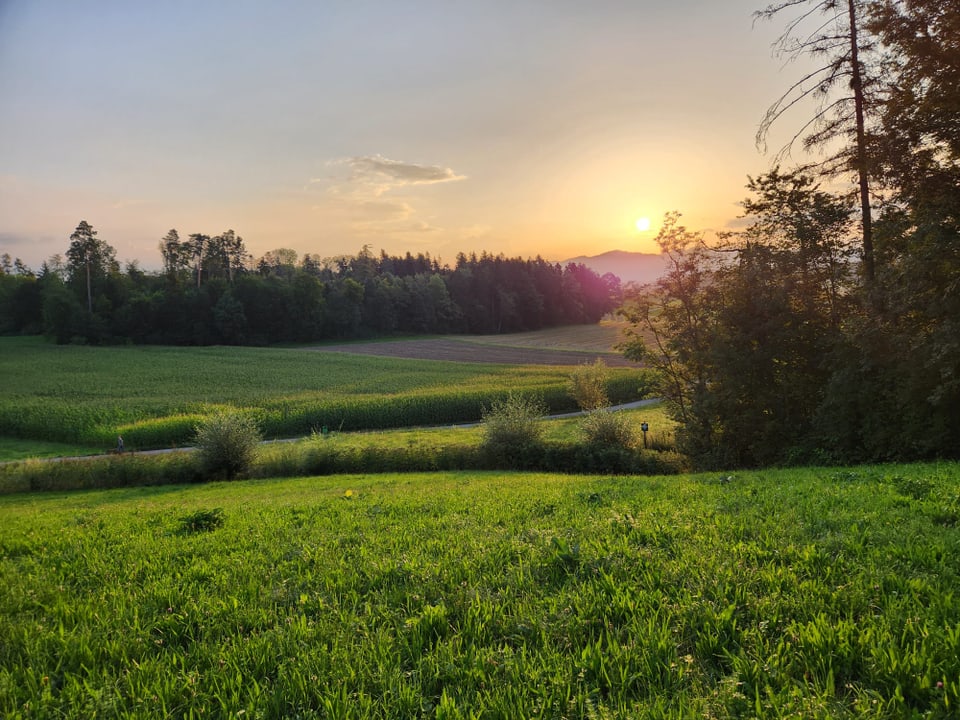 Sonnenuntergang über grünem Feld und Wald.