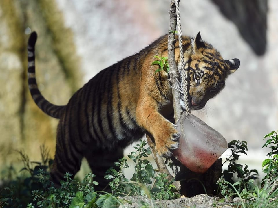 Tiger spielt im Freien mit einem gefrorenen Gegenstand.