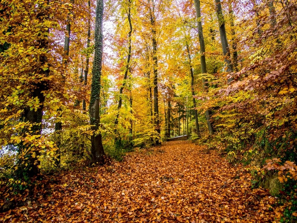 Herbstliche Verfärbung