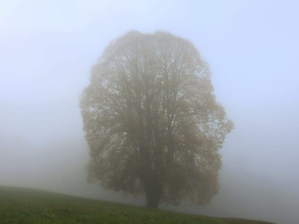 Baum im Nebelgrau
