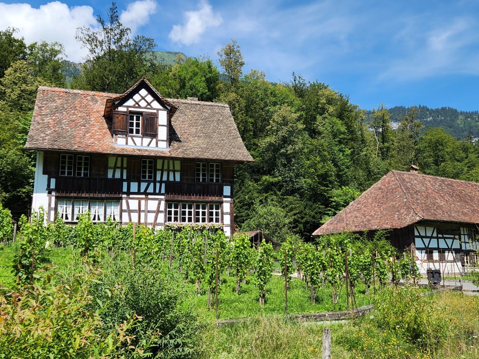 Bauernhaus  mit Weinfeld und Wäldern im Hintergrund.