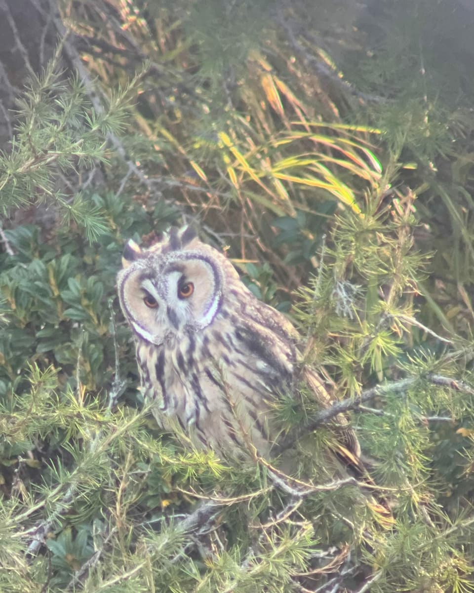 Jannik Strimer ha gì la furtuna da fotografar il piv mesaun (Waldohreule)