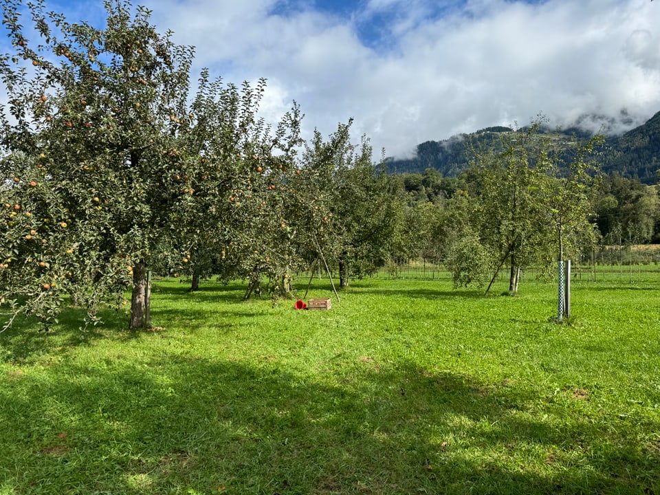 Obstgarten mit Apfelbäumen und Bergen im Hintergrund.