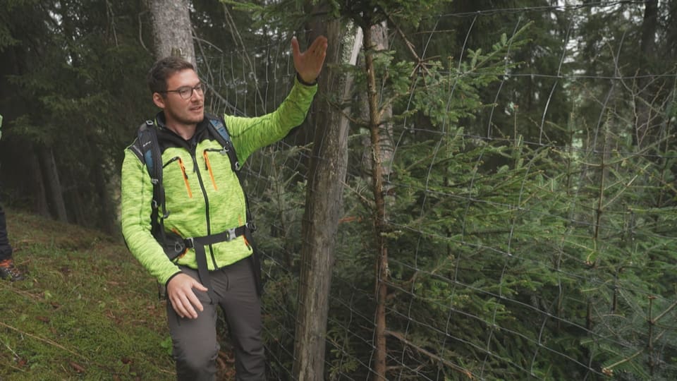 Alle Zweige, die aus dem Hag reichen, werden vom Wild gefressen.