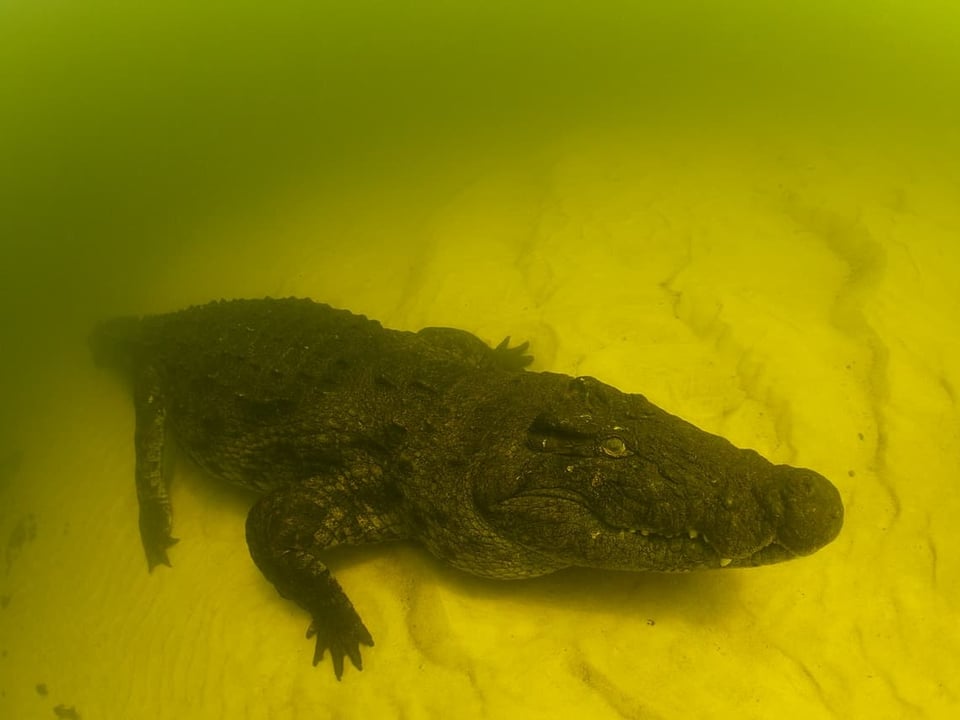 Ein Krokodil auf dem gelben Meeresgrund. 