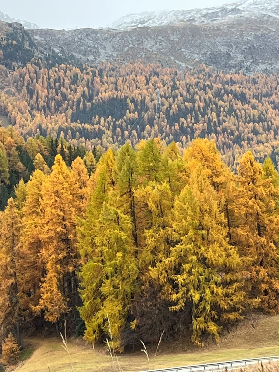 Herbstliche Bäume vor schneebedeckten Bergen.