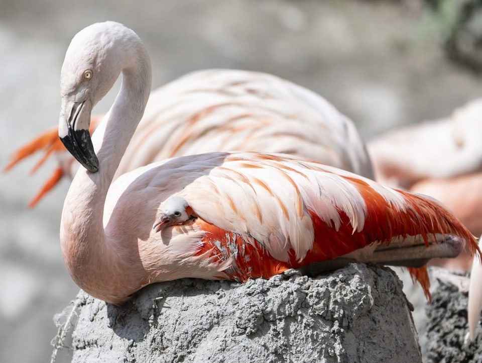 Ein neugeborenes Flamingo im Zürich Zoo