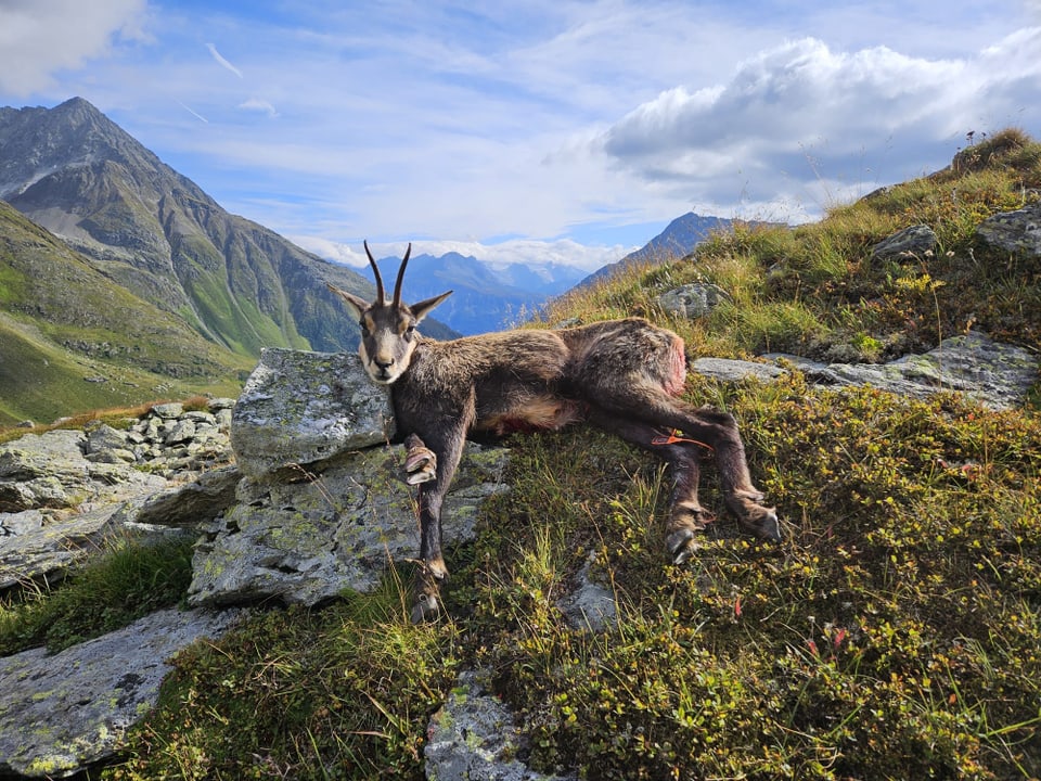 Steinbock auf Felsen in alpiner Landschaft mit Bergen im Hintergrund.