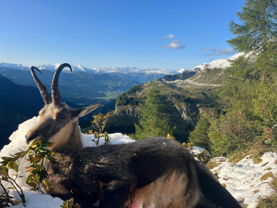 Gämse im Schnee vor Alpenpanorama