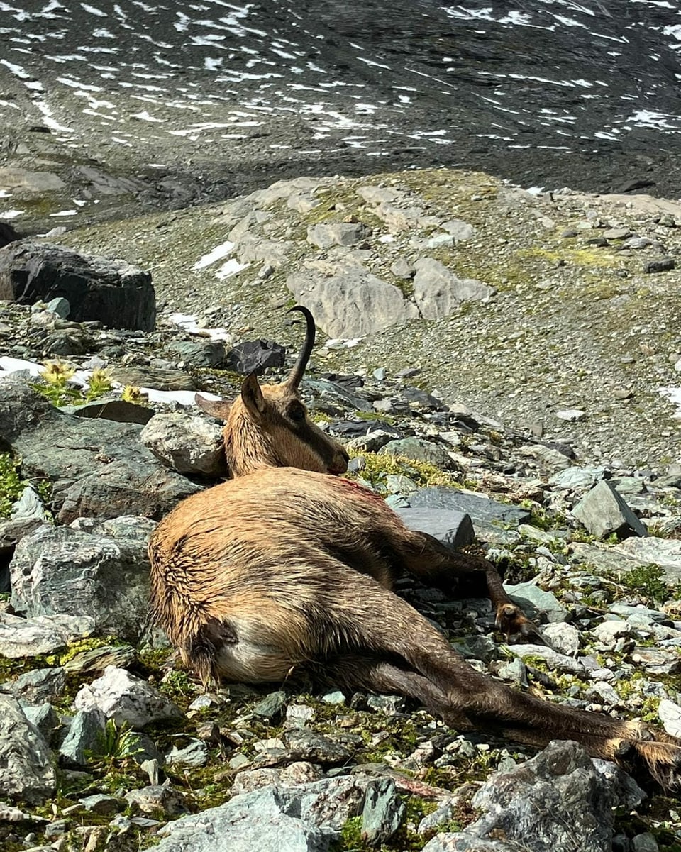 Erlegte Gämse vor karger, steiniger Bergkulisse.