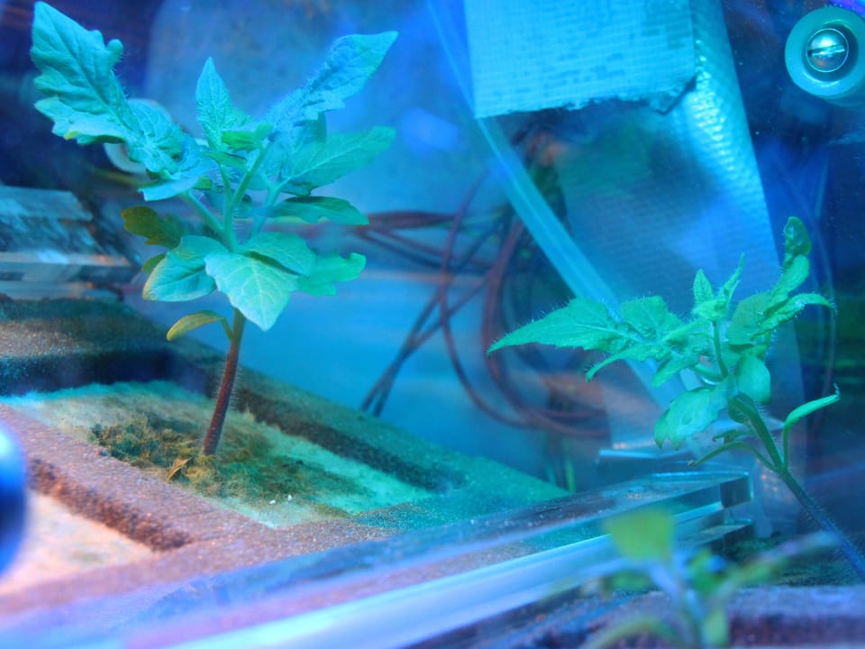Zwei Tomatenpflanzen in einem Experiment unter einer Verglasung.