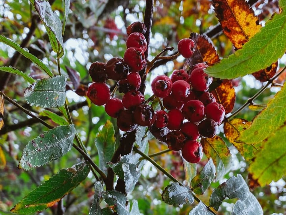 Vogelbeeren erkennt man am Baum gut dank den gefiederten Blättern und den apfelförmigen Früchten.