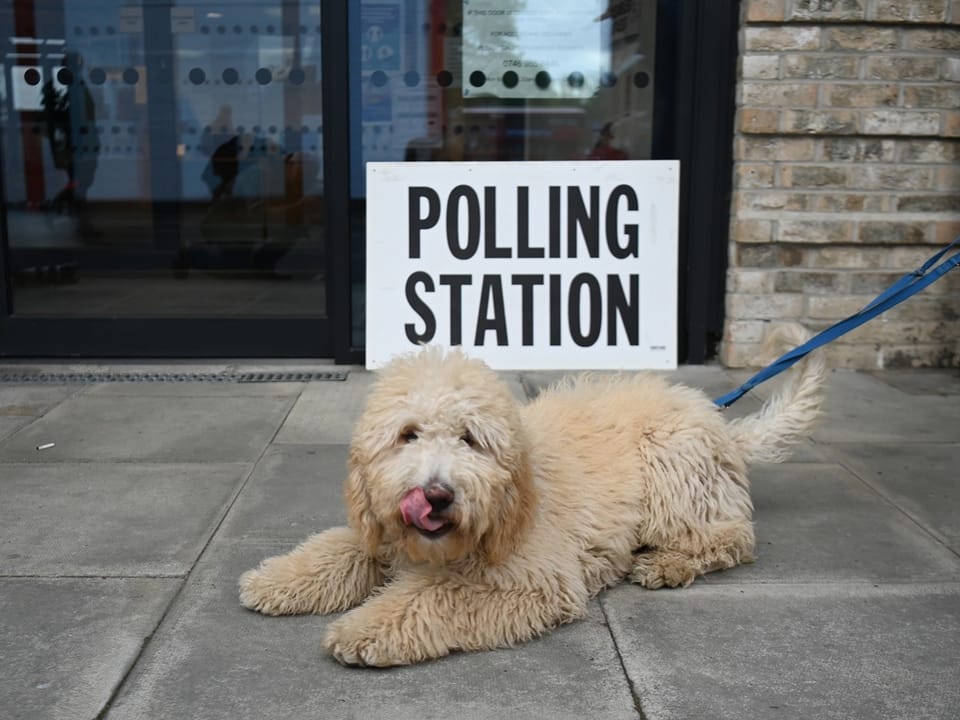 Hund liegt vor einem Wahllokal.