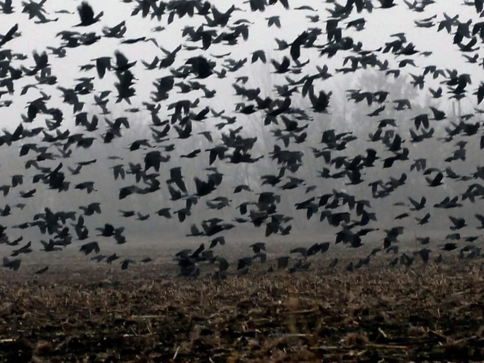 Schwarm schwarzer Vögel über einem Feld in nebligem Wetter.