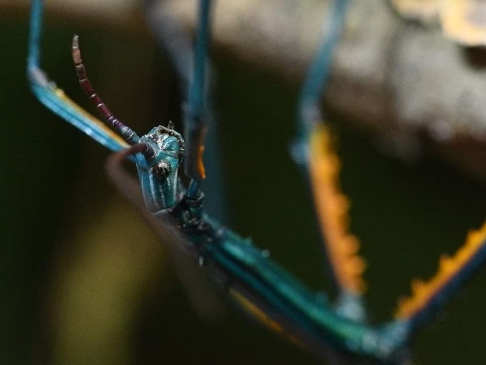 Nahaufnahme eines bunten Insekts auf einem Ast.