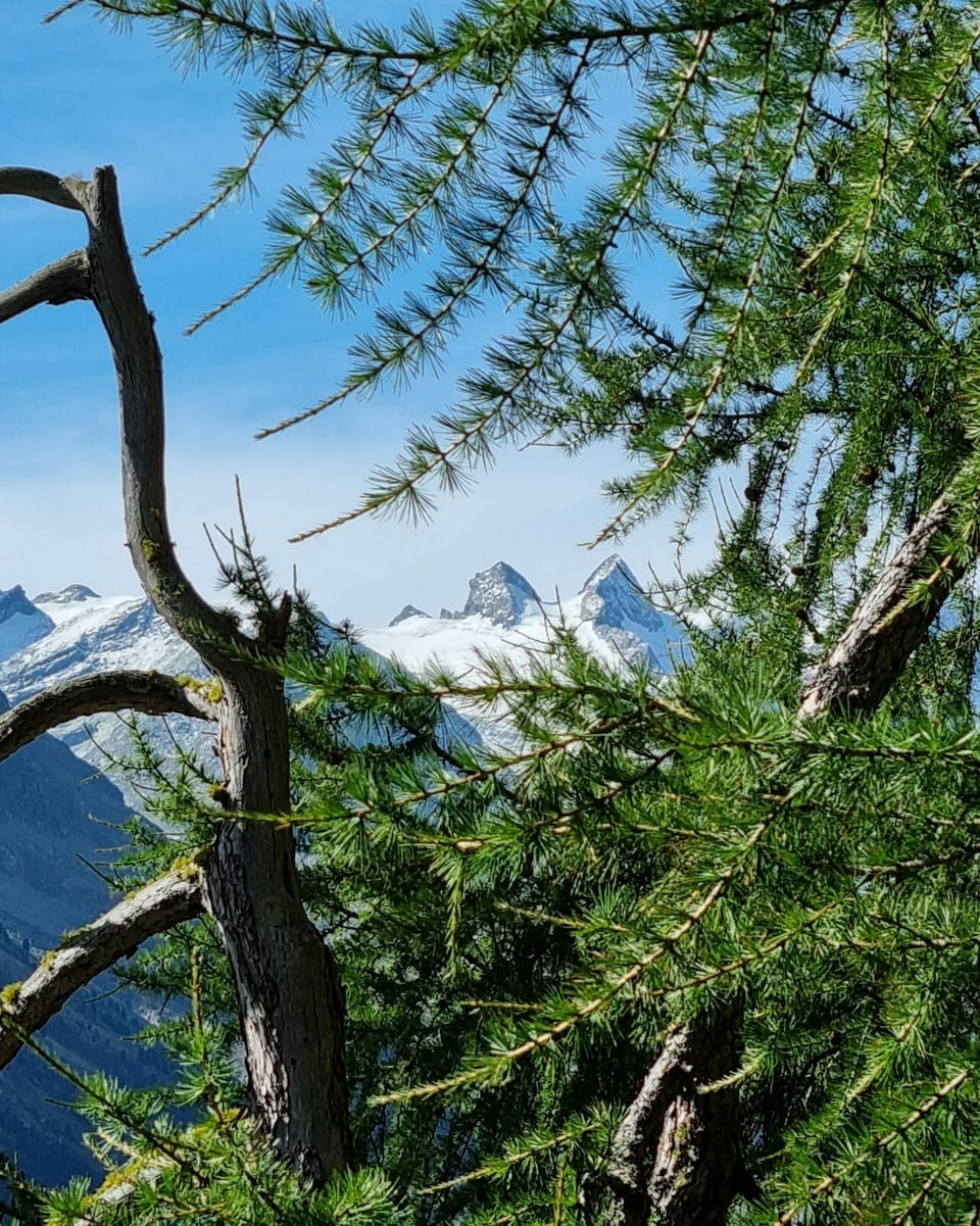 Bergpanorama durch eine Tanne.