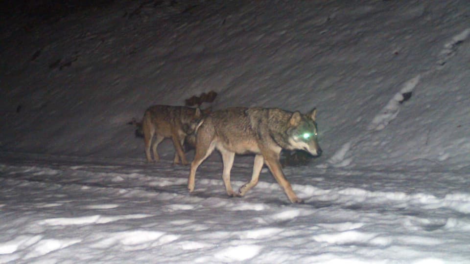 Wolfsichtung Erstes Wolfsrudel Im Kanton Glarus Nachgewiesen News Srf