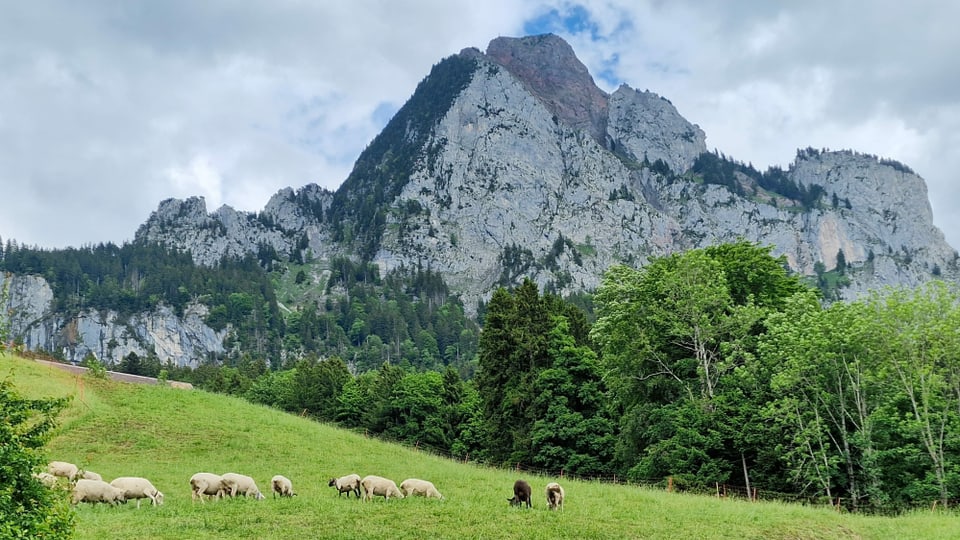 Schafe auf einer Weide oberhalb von Schwyz.