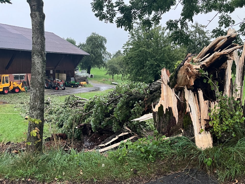 Umgestürzter Baum vor einer Scheune nach einem Sturm.