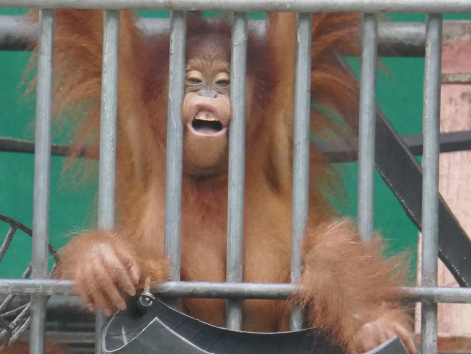 Orang-Utan hängt im Gitter
