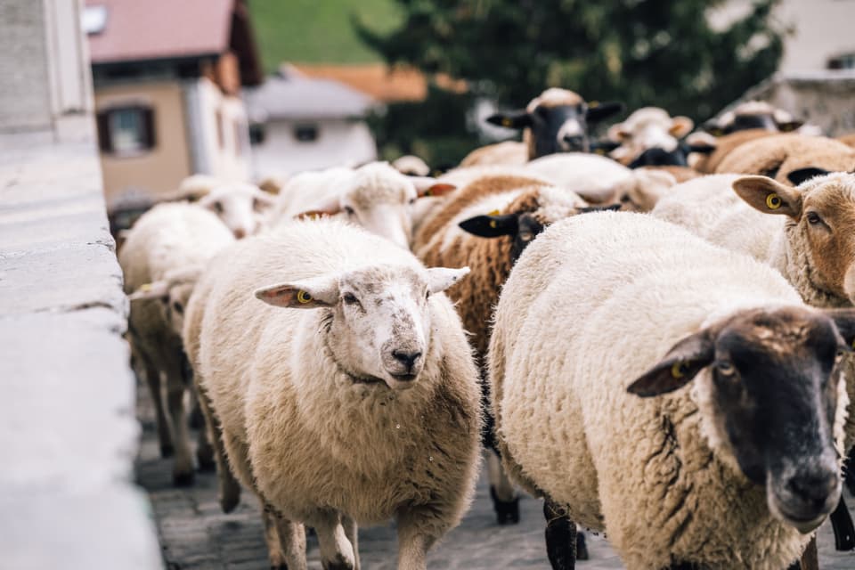 Bräuche und Traditionen: Schafsschur / Tundeida Savognin