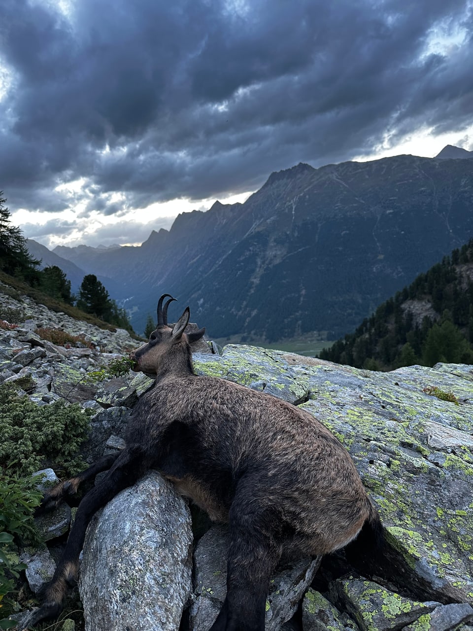 Gämse auf einem Felsen, umgeben von Berglandschaft unter bewölktem Himmel.