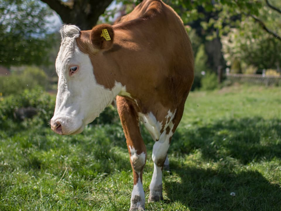 Braun-weisse Kuh auf einer grünen Wiese.