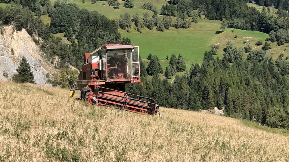 Andreas Stgier fährt die Dreschmaschine über den Feld.