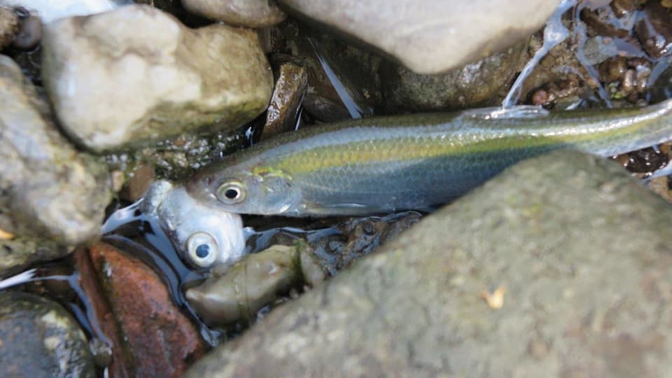 Toter Fisch zwischen Steinen im Wasser.