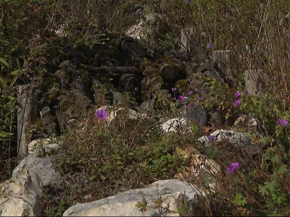 Steine, dicke Äste und wilde Blumen. 