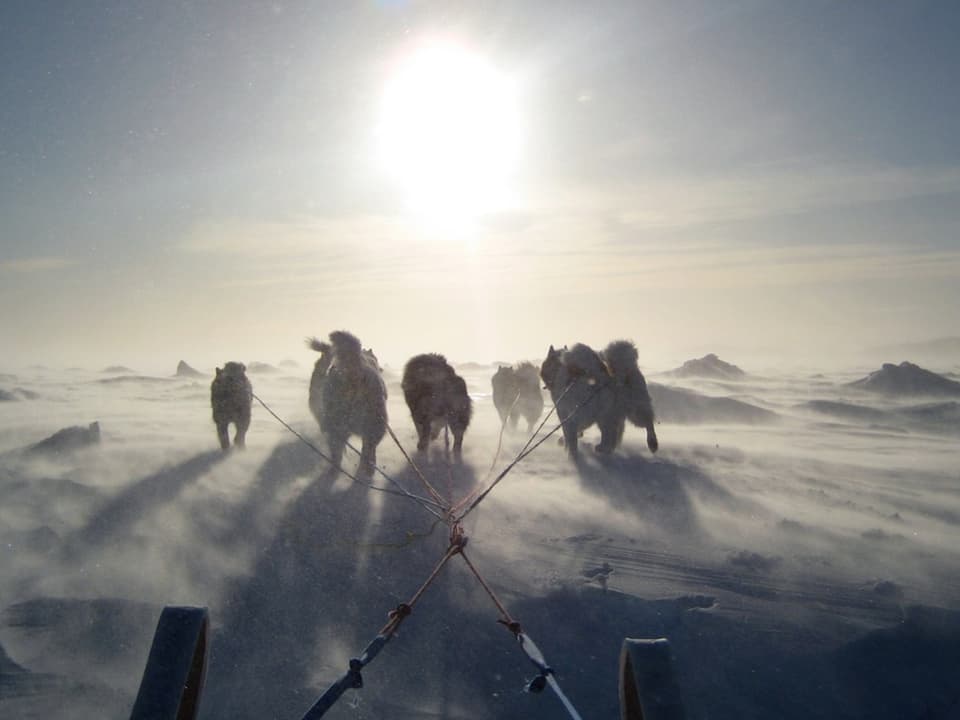 Schlittenhunde in Kanada im Einsatz