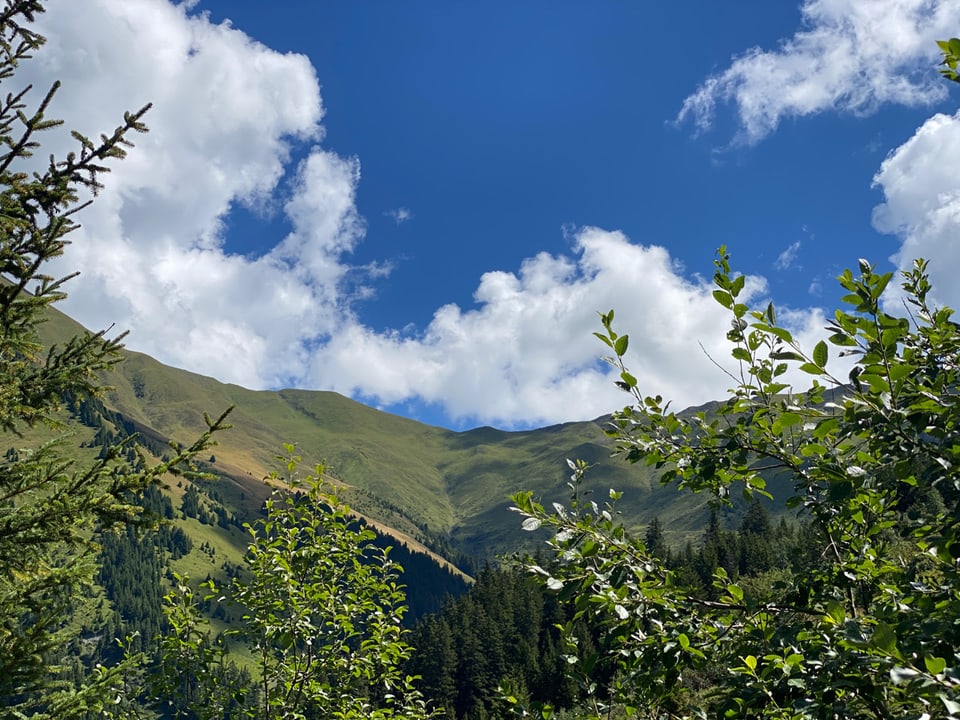 Tschiel blau e vista sin culms verts.