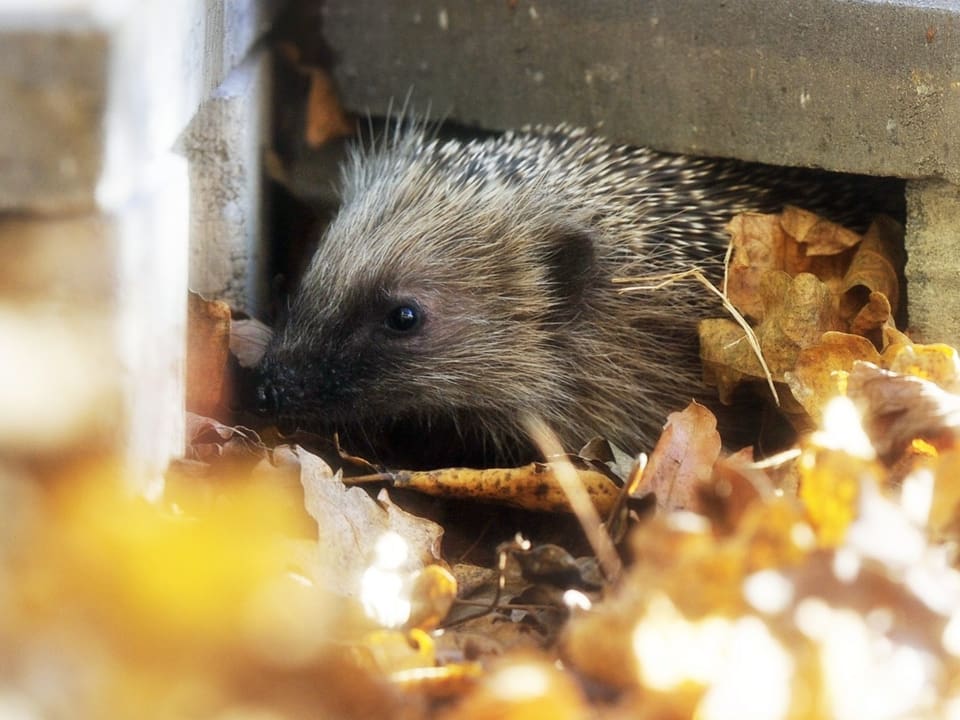 Ein Igel, der seinen Kopf aus seinem Versteck streckt