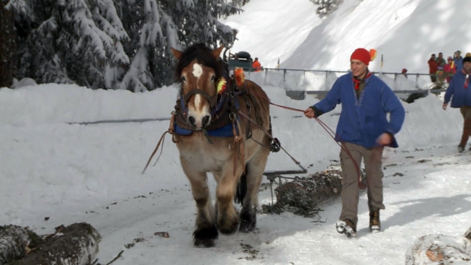 Purtret d'in chaval che runa in bist d'ina planta davos el vi. 