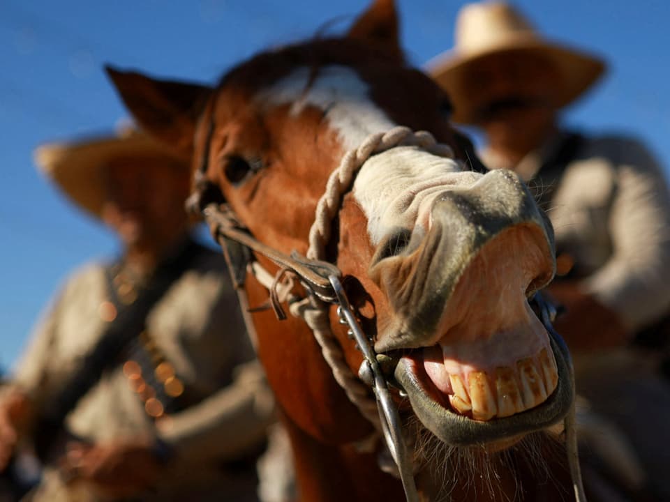 Pferd mit Reitern im Hintergrund, Nahaufnahme des Gesichts.