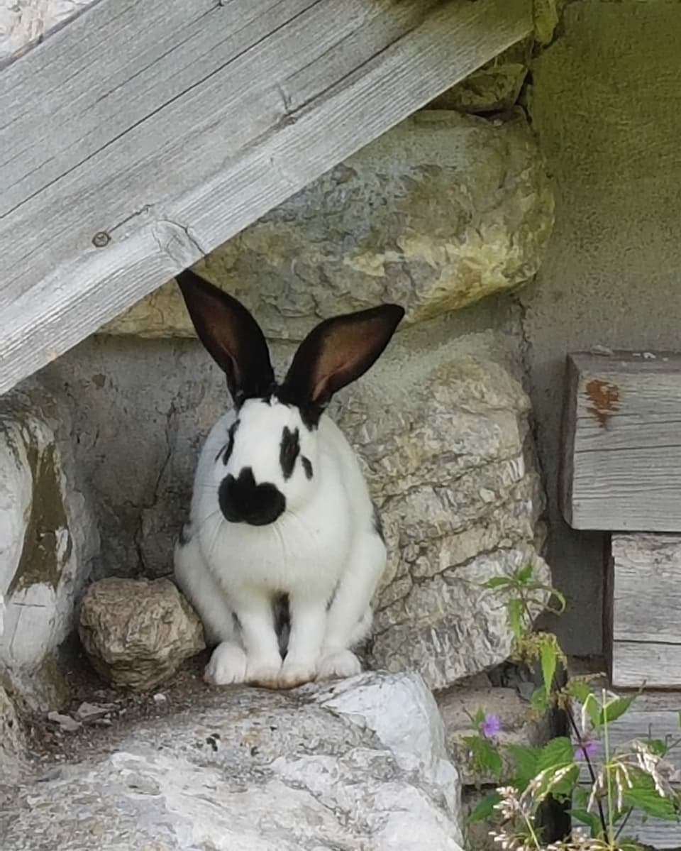 Ein Kaninchen sitzt auf Steinen.