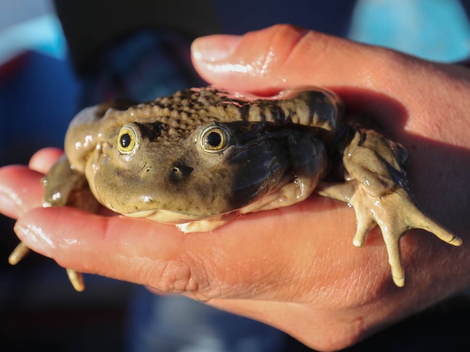 Person hält einen Frosch in den Händen.