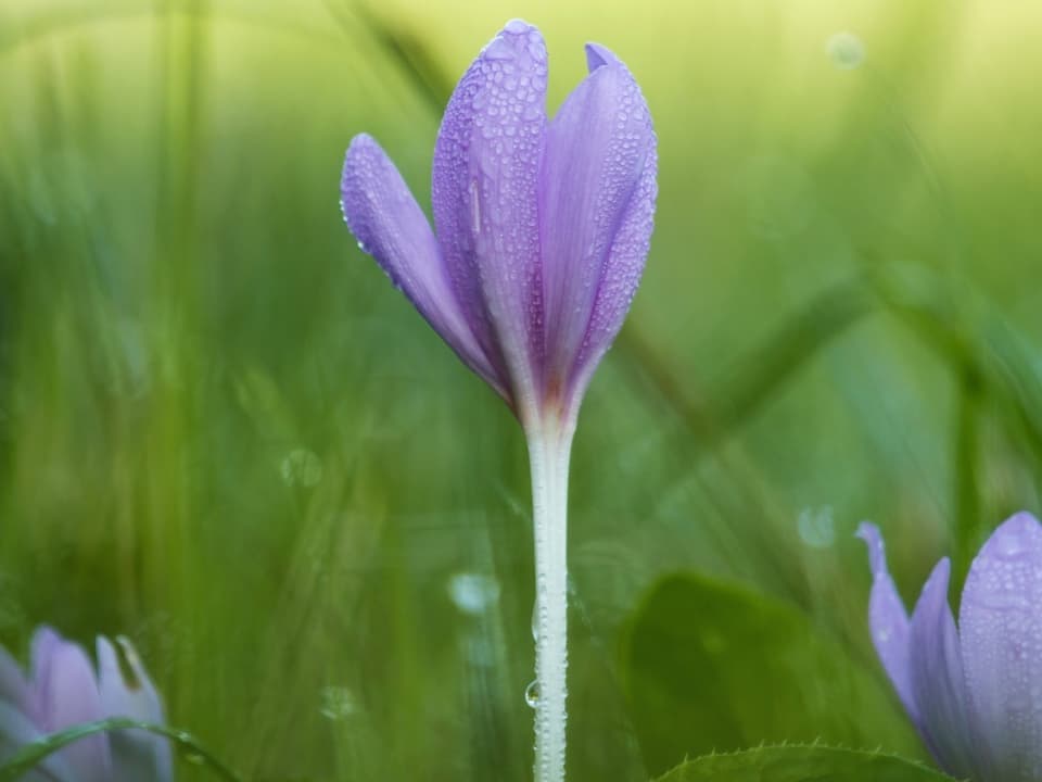 Blume mit Lila Blüte