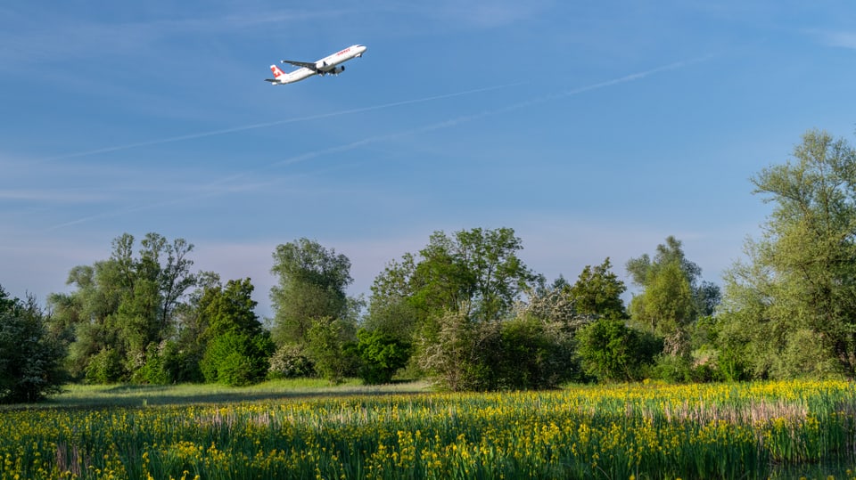 Naturschutzgebiet um den Flughafen Zürich, darüber fliegt ein Flugzeug der Swiss.