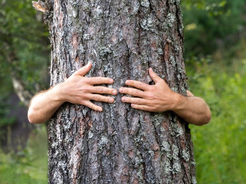 Eine Person umarmt beim Waldbaden einen Baumstamm