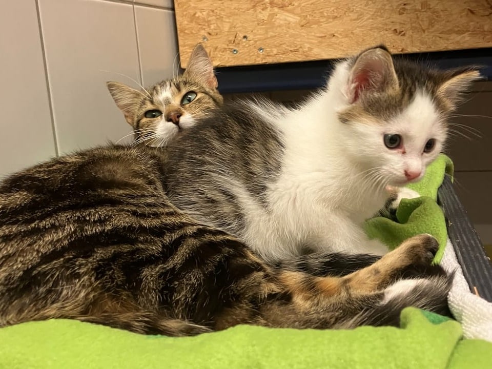 Zwei Kätzchen liegen auf einer Decke.