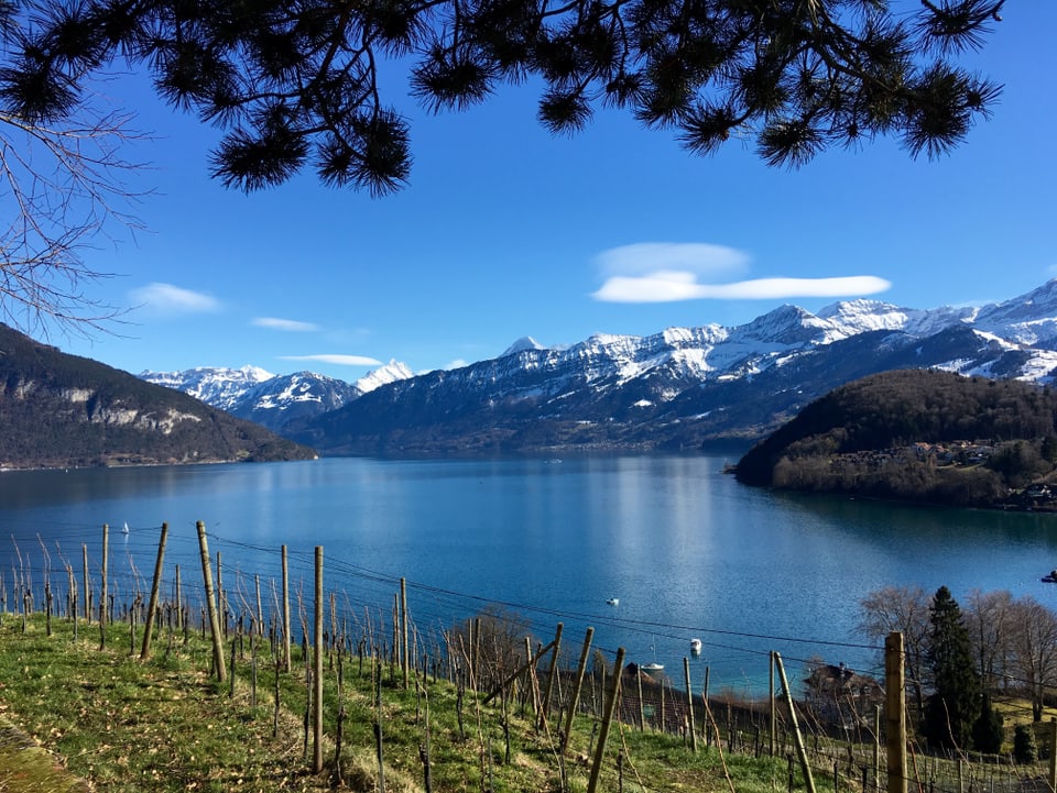 Frühling im Rebberg mit Blick über den Thunersee