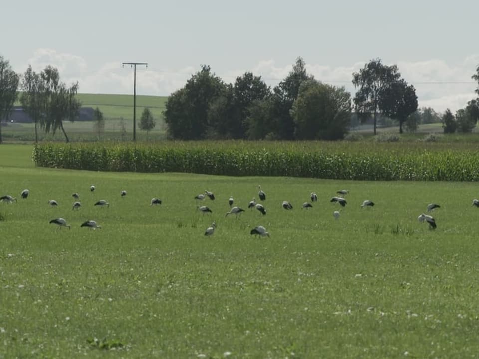 Feld mit Störchen und Bäumen im Hintergrund.