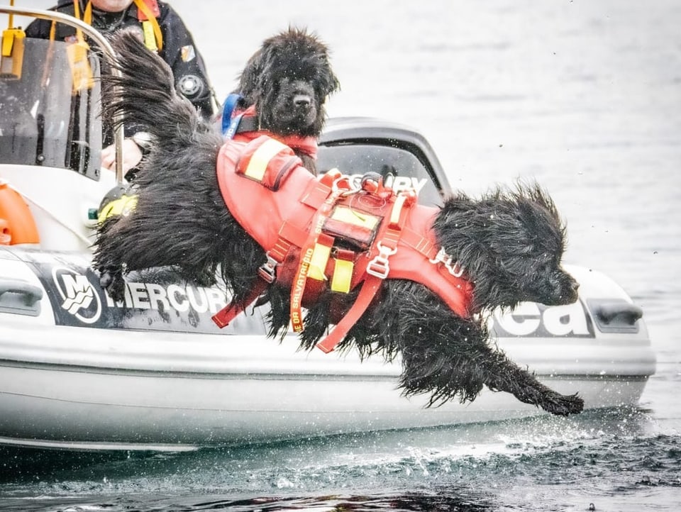 Ein Wasserrettungshund – mit Rettungsweste – springt ab einem Boot.