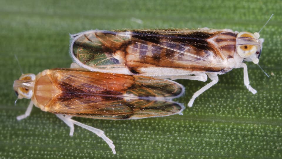 Zwei kleine Insekten auf einem Blatt.