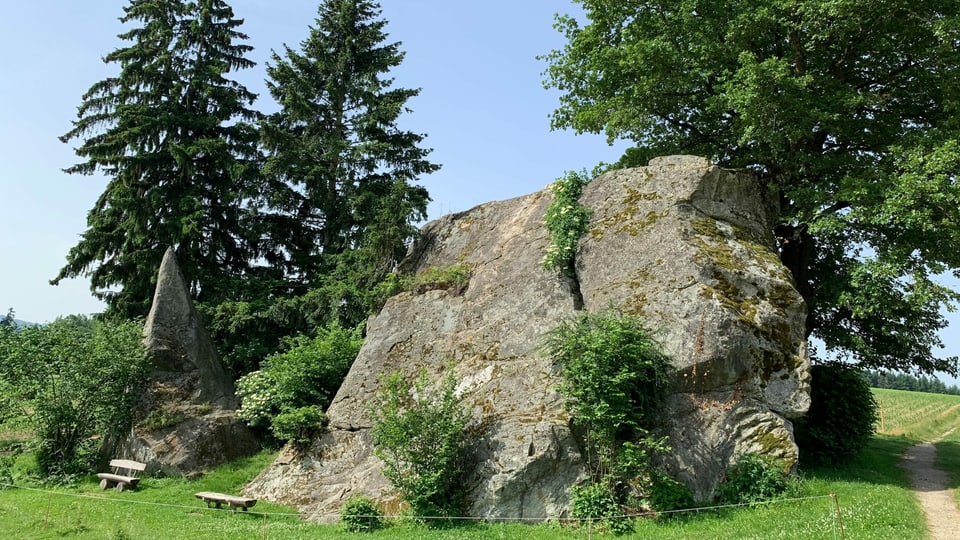 Forschung In Steinhof So Seltenes Alpen Moos Wachst Auf Findlingen Im Mittelland News Srf