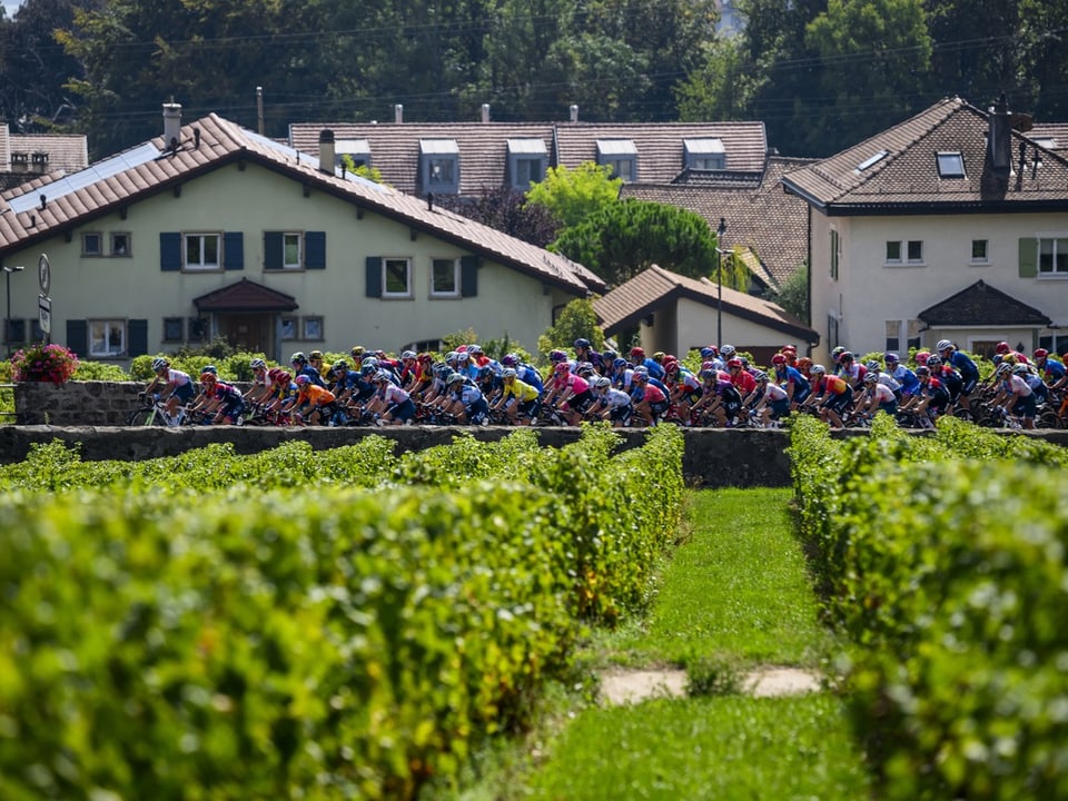 Fahrradrennen durch ein Dorf mit grünen Sträuchern im Vordergrund.